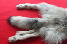 Load image into Gallery viewer, Canadian Arctic Wolf - Taxidermy Quality - WLF1039
