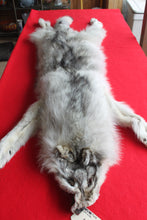 Load image into Gallery viewer, Canadian Arctic Wolf - Taxidermy Quality - WLF1039
