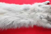 Load image into Gallery viewer, Canadian Arctic Wolf - Taxidermy Quality - WLF1039

