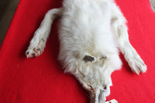 Load image into Gallery viewer, Yukon Wolf - HAS FEET AND CLAWS - WLF1040
