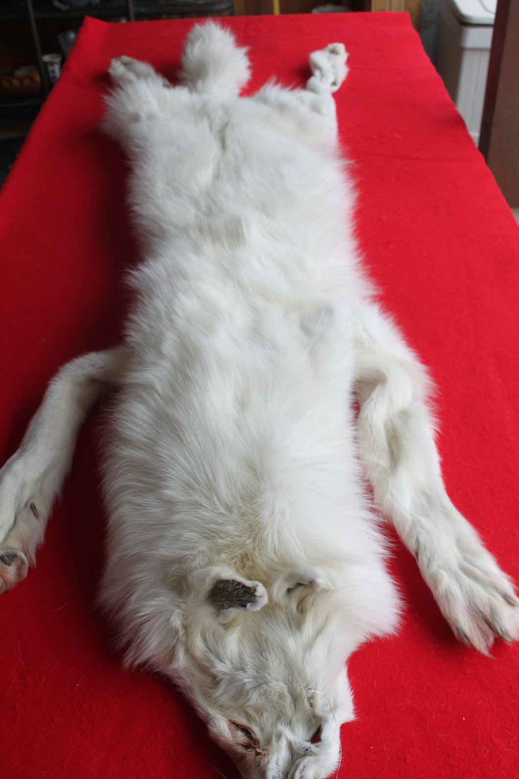 Yukon Wolf - HAS FEET AND CLAWS - WLF1040