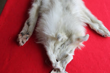 Load image into Gallery viewer, Canadian Arctic Wolf - Taxidermy Quality - WLF1041
