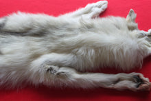 Load image into Gallery viewer, Canadian Arctic Wolf - Taxidermy Quality - WLF1041
