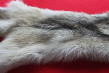 Load image into Gallery viewer, Canadian Arctic Wolf - Taxidermy Quality - WLF1041
