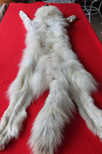 Load image into Gallery viewer, Canadian Arctic Wolf - Taxidermy Quality - WLF1041

