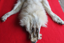 Load image into Gallery viewer, Canadian Arctic Wolf - Taxidermy Quality - WLF1042
