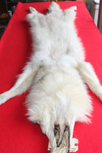 Load image into Gallery viewer, Canadian Arctic Wolf - Taxidermy Quality - WLF1042
