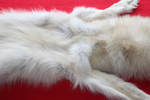 Load image into Gallery viewer, Canadian Arctic Wolf - Taxidermy Quality - WLF1042

