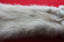 Load image into Gallery viewer, Canadian Arctic Wolf - Taxidermy Quality - WLF1042
