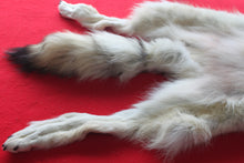 Load image into Gallery viewer, Canadian Arctic Wolf - Taxidermy Quality - WLF1042
