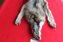 Load image into Gallery viewer, Idaho Wolf - Taxidermy Quality - WLF1043
