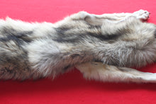 Load image into Gallery viewer, Idaho Wolf - Taxidermy Quality - WLF1043

