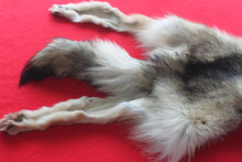 Load image into Gallery viewer, Idaho Wolf - Taxidermy Quality - WLF1043
