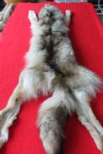Load image into Gallery viewer, Idaho Wolf - Taxidermy Quality - WLF1043
