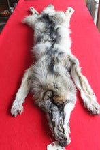 Load image into Gallery viewer, Idaho Wolf - Taxidermy Quality - WLF1043
