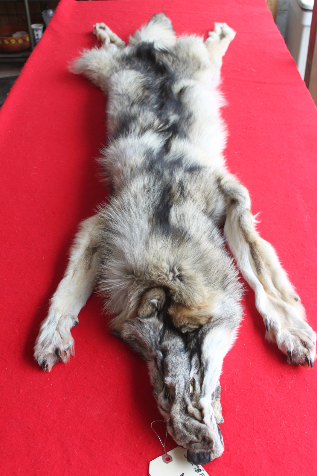 Idaho Wolf - Taxidermy Quality - WLF1043