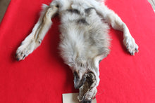 Load image into Gallery viewer, Idaho Wolf - Taxidermy Quality - WLF1043
