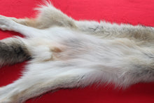 Load image into Gallery viewer, Idaho Wolf - Taxidermy Quality - WLF1043
