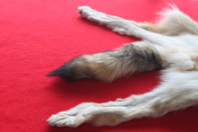 Load image into Gallery viewer, Idaho Wolf - Taxidermy Quality - WLF1043

