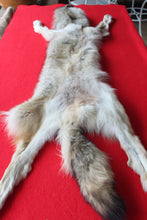 Load image into Gallery viewer, Idaho Wolf - Taxidermy Quality - WLF1043
