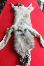 Load image into Gallery viewer, Idaho Wolf - Taxidermy Quality - WLF1043
