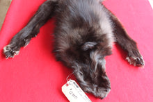Load image into Gallery viewer, Idaho BLACK Wolf - Taxidermy Quality - WLF1044
