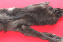 Load image into Gallery viewer, Idaho BLACK Wolf - Taxidermy Quality - WLF1044
