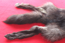 Load image into Gallery viewer, Idaho BLACK Wolf - Taxidermy Quality - WLF1044
