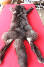 Load image into Gallery viewer, Idaho BLACK Wolf - Taxidermy Quality - WLF1044
