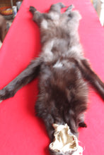 Load image into Gallery viewer, Idaho BLACK Wolf - Taxidermy Quality - WLF1044
