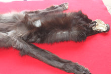 Load image into Gallery viewer, Idaho BLACK Wolf - Taxidermy Quality - WLF1044
