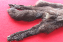 Load image into Gallery viewer, Idaho BLACK Wolf - Taxidermy Quality - WLF1044
