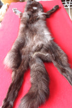 Load image into Gallery viewer, Idaho BLACK Wolf - Taxidermy Quality - WLF1044
