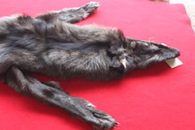 Load image into Gallery viewer, Idaho BLACK Wolf - Taxidermy Quality - WLF1045
