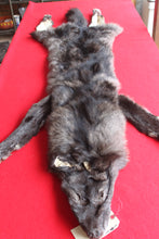 Load image into Gallery viewer, Idaho BLACK Wolf - Taxidermy Quality - WLF1045
