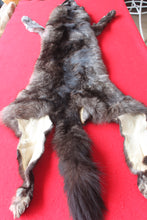 Load image into Gallery viewer, Idaho BLACK Wolf - Taxidermy Quality - WLF1045

