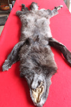 Load image into Gallery viewer, Idaho BLACK Wolf - Taxidermy Quality - WLF1045
