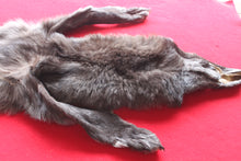 Load image into Gallery viewer, Idaho BLACK Wolf - Taxidermy Quality - WLF1045
