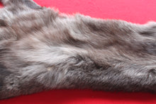 Load image into Gallery viewer, Idaho BLACK Wolf - Taxidermy Quality - WLF1045
