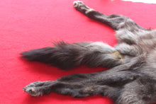 Load image into Gallery viewer, Idaho BLACK Wolf - Taxidermy Quality - WLF1045
