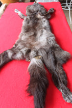 Load image into Gallery viewer, Idaho BLACK Wolf - Taxidermy Quality - WLF1045
