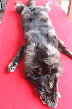 Load image into Gallery viewer, Huge Canadian Arctic BLACK Wolf - Taxidermy Quality - WLF1046
