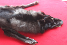 Load image into Gallery viewer, Huge Canadian Arctic BLACK Wolf - Taxidermy Quality - WLF1046

