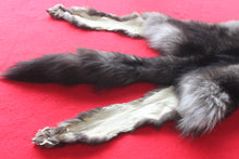 Load image into Gallery viewer, Huge Canadian Arctic BLACK Wolf - Taxidermy Quality - WLF1046
