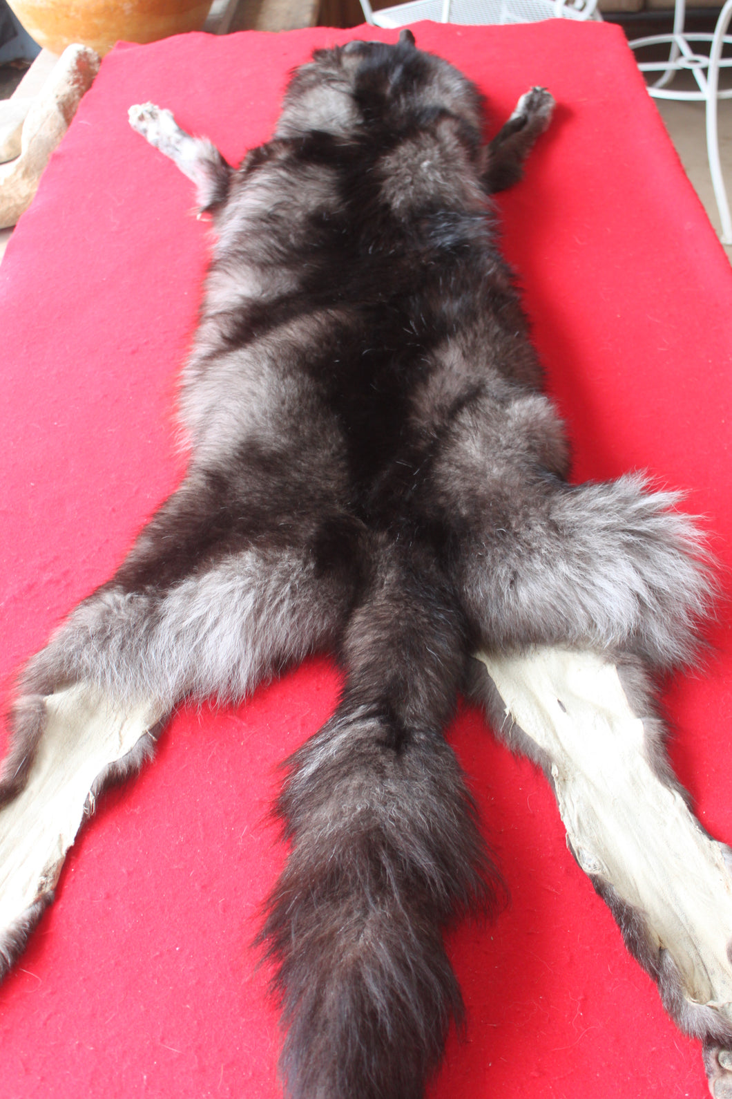 Huge Canadian Arctic BLACK Wolf - Taxidermy Quality - WLF1046