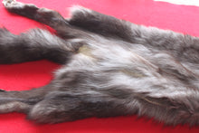 Load image into Gallery viewer, Huge Canadian Arctic BLACK Wolf - Taxidermy Quality - WLF1046
