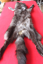 Load image into Gallery viewer, Huge Canadian Arctic BLACK Wolf - Taxidermy Quality - WLF1046
