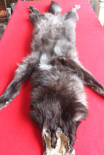 Load image into Gallery viewer, Huge Canadian Arctic BLACK Wolf - Taxidermy Quality - WLF1046
