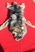 Load image into Gallery viewer, Eastern Canada COYWOLF - Taxidermy Quality - WLF1047
