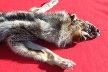 Load image into Gallery viewer, Eastern Canada COYWOLF - Taxidermy Quality - WLF1047
